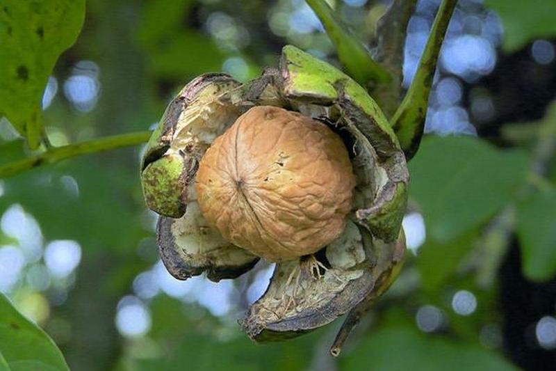 Грецкий орех – дерево жизни. Посадка грецкого ореха, выращивание и уход