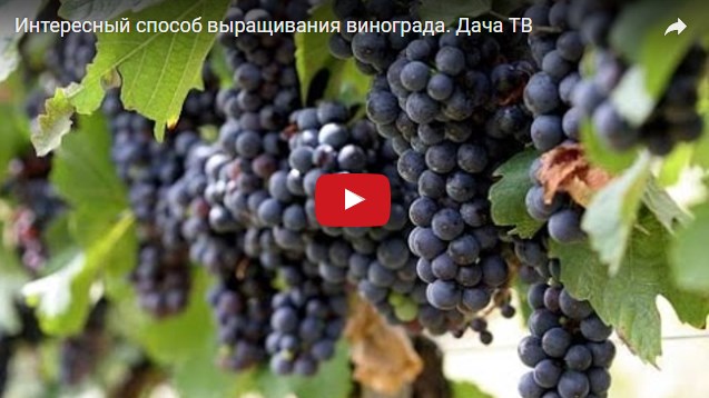 Плетущийся виноград – удачные способы выращивания