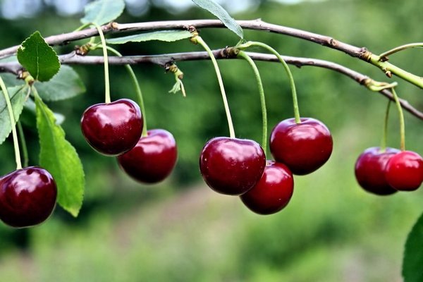 Происхождение вишни