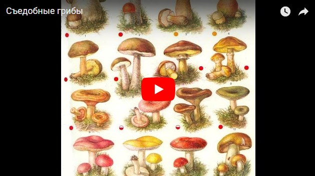 Какие грибы можно собирать в лесу?