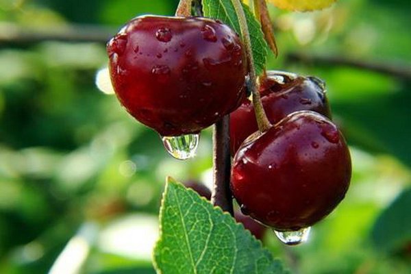 Причины слабой урожайности вишни