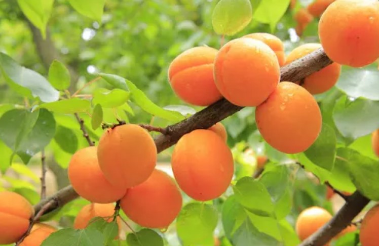 Почему не плодоносит абрикос: в чем может быть причина