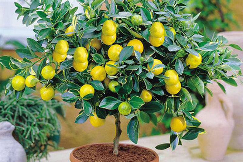Как вырастить лимон дома