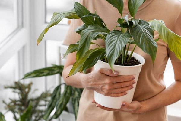 Готовим комнатные растения к зиме: секреты пышного роста круглый год
