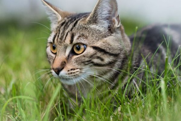 Не только ради витаминов: эксперты объяснили, почему коты любят есть траву