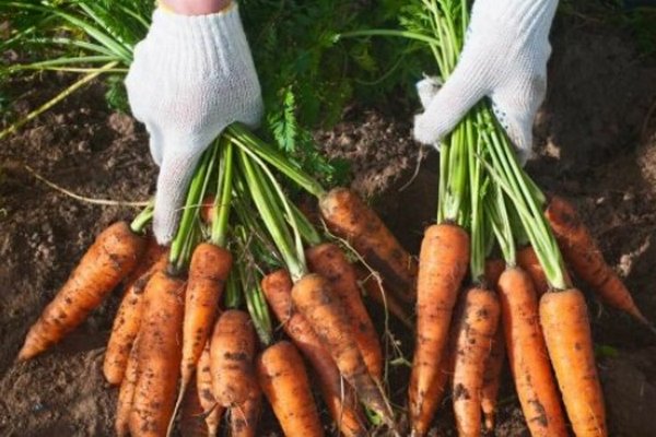 Морковь будет свежей до весны: как правильно хранить капризный овощ