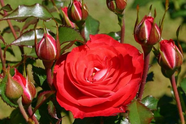 Когда лучше обрезать плетистые розы: советы британских садоводов