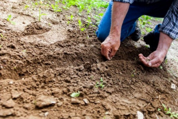 Когда сеять и сажать – какая должна быть температура почвы и воздуха, чтобы можно было начинать посев