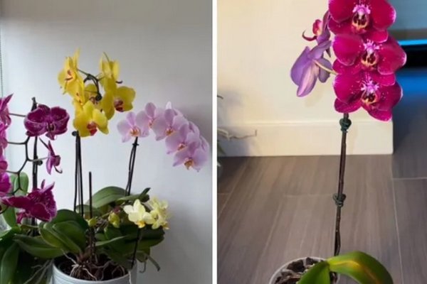 Специалисты показали, как заставить орхидею цвести вдвое быстрее
