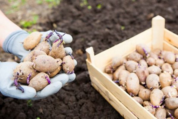 Как нужно высаживать картофель — ростками вверх или вниз: правильный ответ знают единицы