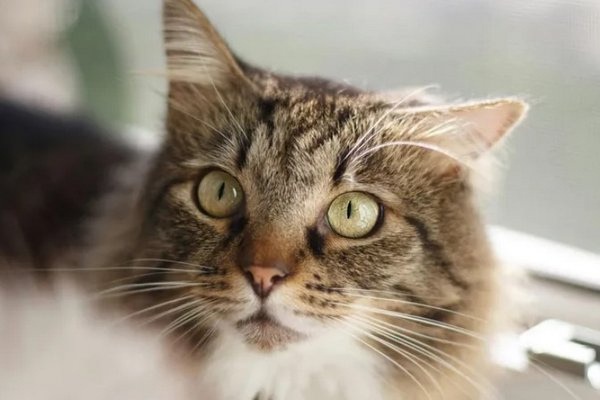 Почему коты должны первыми зайти в новое жилище: 4 интересные причины
