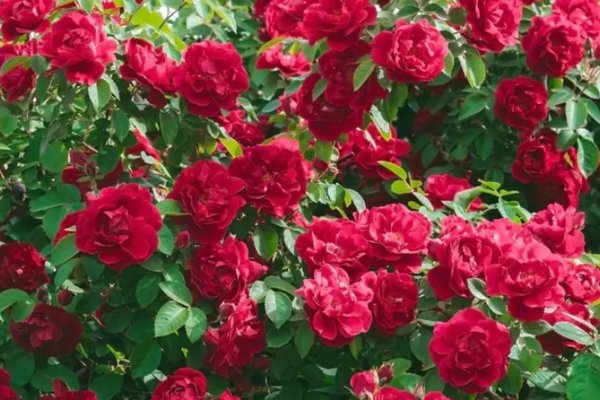 Спасаем стебли роз, которые почернели после зимы: 3 простых действия