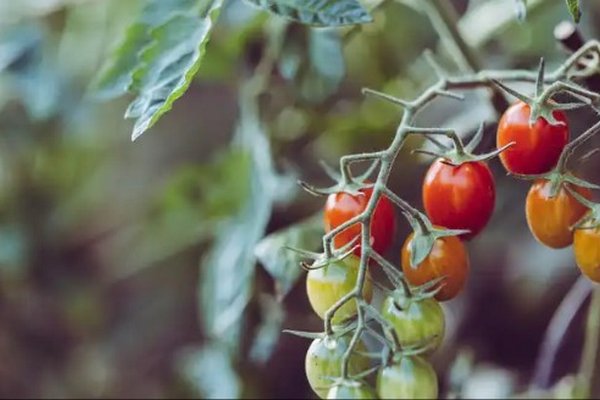 Худшее соседство без урожая: узнайте, что нельзя сажать возле помидоров