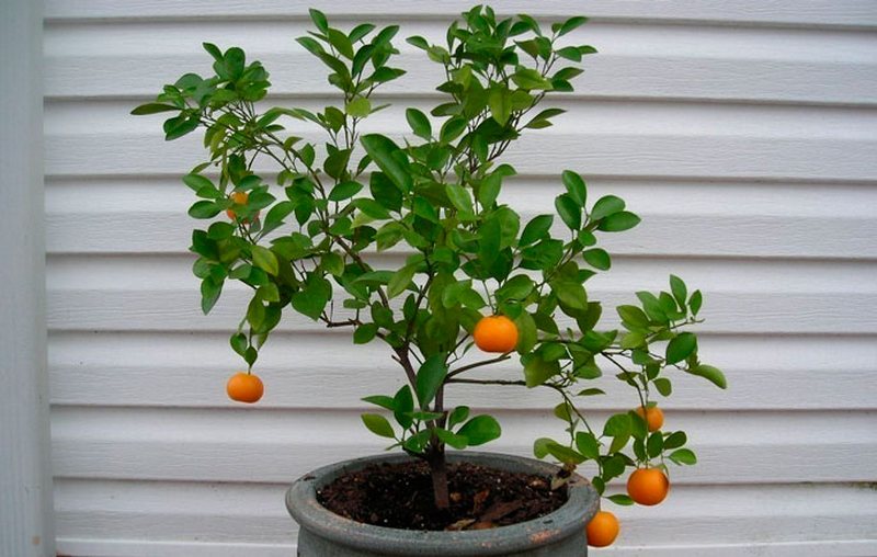 Как вырастить апельсиновое дерево из косточки