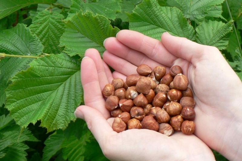 Лесной орех, фундук лечебные полезные свойства