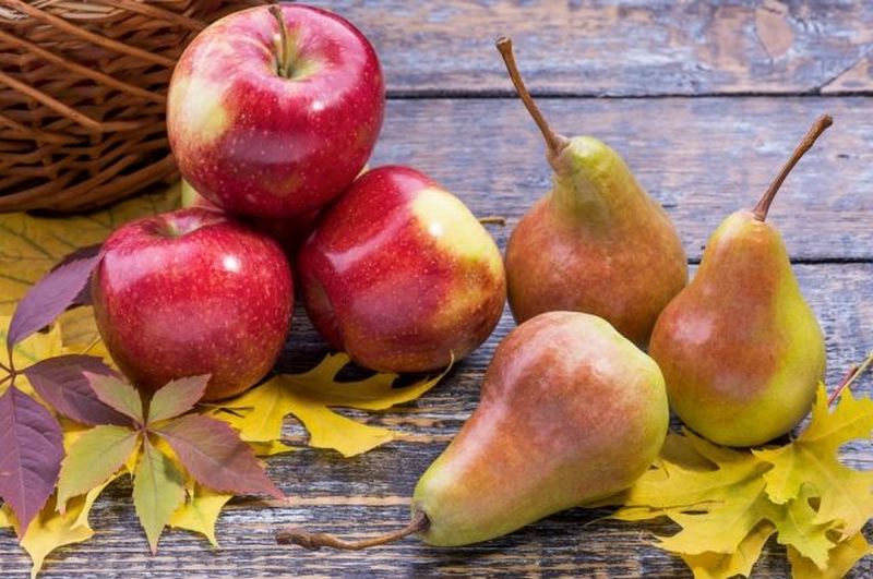 Яблоки и груши — плоды жизни