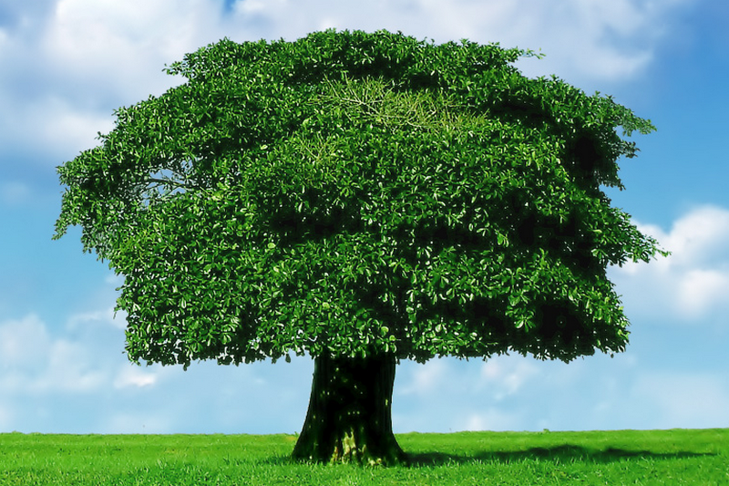 Дерево, как стихия по философии фен-шуй