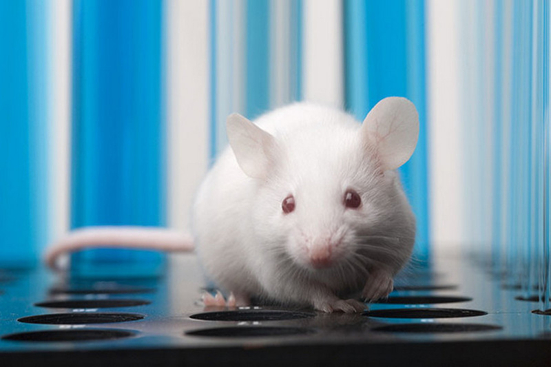 Ученые создали мышь, которая видит в темноте
