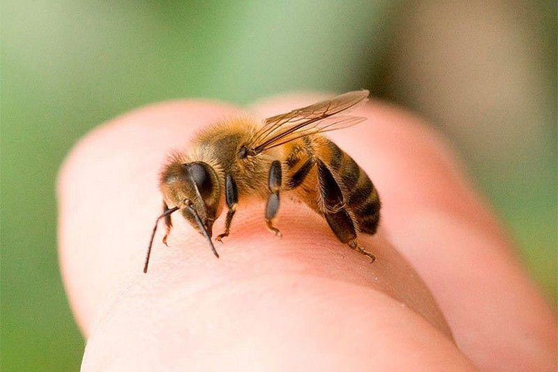 Апитерапия. Лечение с помощью пчел