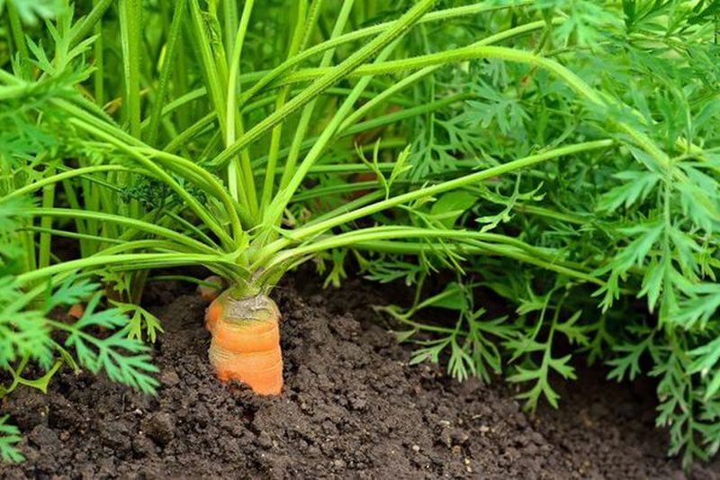 Морковь. Как выращивать и ухаживать?