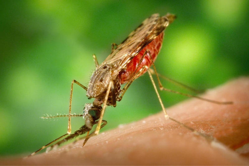 Как избавиться от комаров в доме