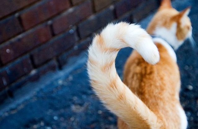 Как распознать настроения и желания кошки по хвосту