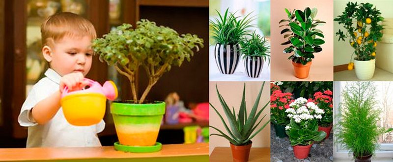 3 лучших растения для детской комнаты