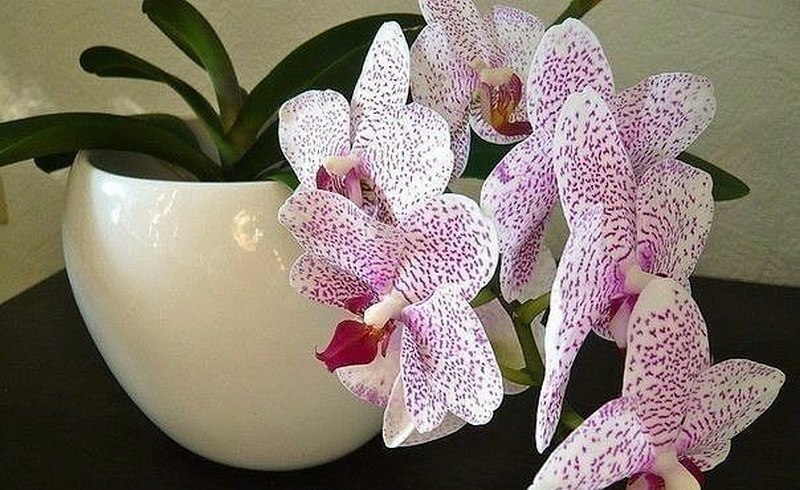 4 полезных совета в выращивании орхидеи