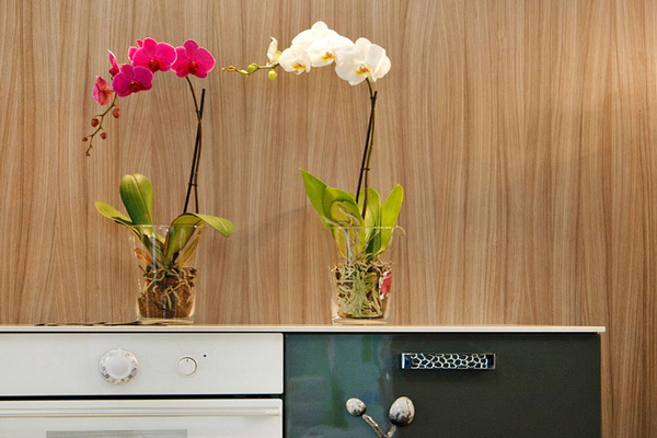 Как пересадить орхидеи в домашних условиях