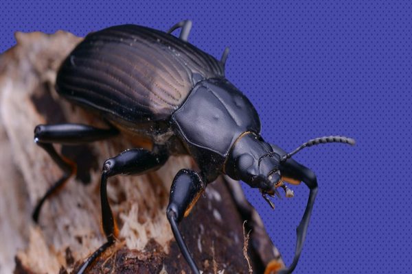 Зачем люди едят жуков-знахарей