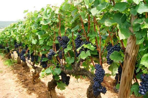 Pinot Noir: секреты уникальности многогранного вина