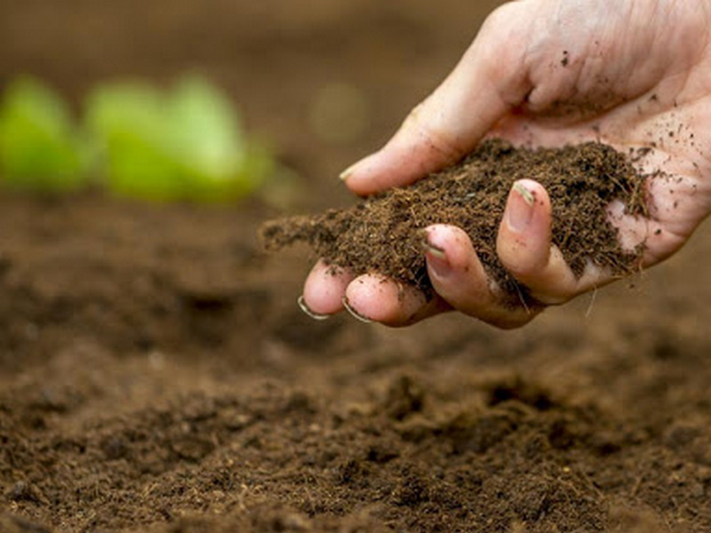 Как изменить кислотность почвы