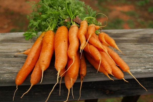Сушка моркови. Технология