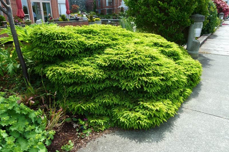 Ель подушкообразная Нидиформис (Picea abies Nidiformis) - мягкость вашего сада