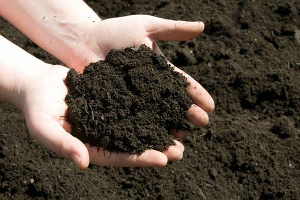 Как проверить влажность почвы