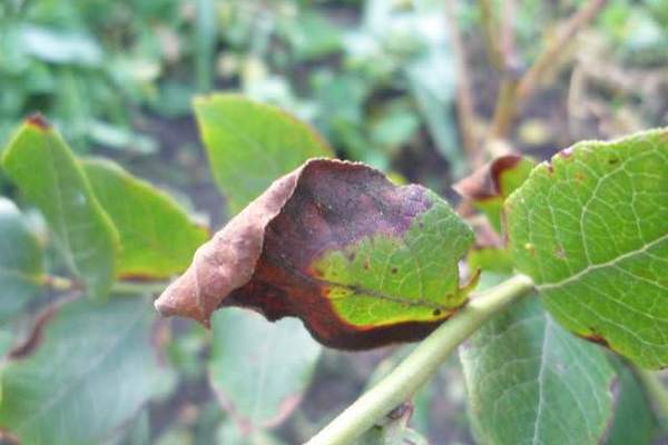 Буроватость листьев. Причины и лечение