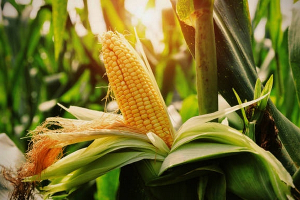 Найкращі сорти кукурудзи: усі види і їх особливості