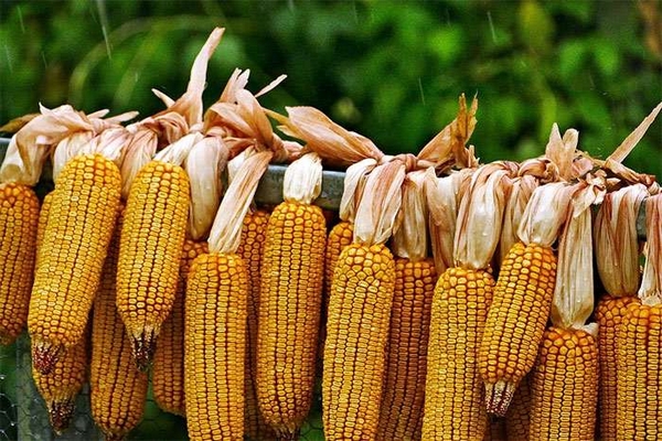 Найкращі сорти кукурудзи: усі види і їх особливості