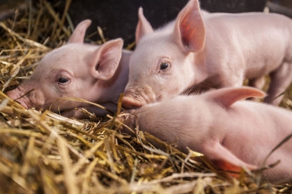 Подготовка к опоросу свиньи - что необходимо знать?