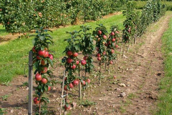 Сколько требуется яблоням воды после посадки?