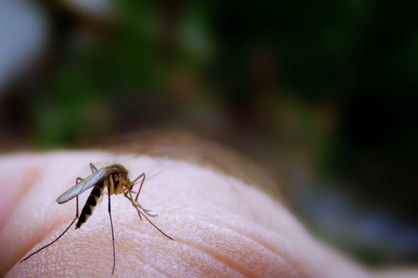 Первая помощь при укусе комара