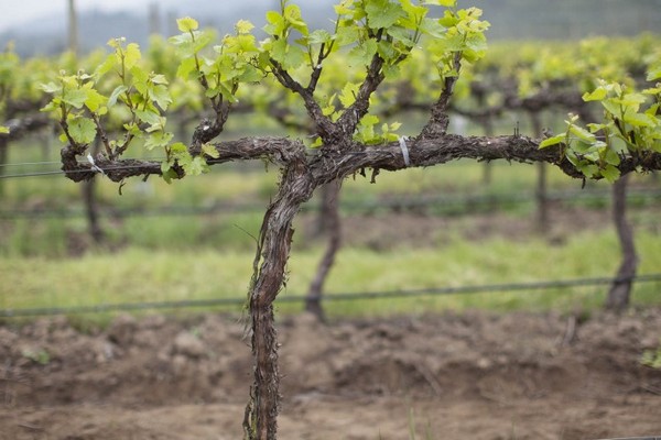 Виноград Легенда Аксая – достойный выбор для вашего виноградника!