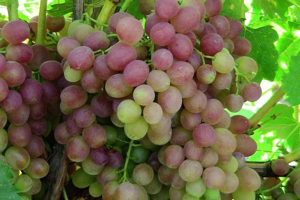 Виноград Легенда Аксая – достойный выбор для вашего виноградника!