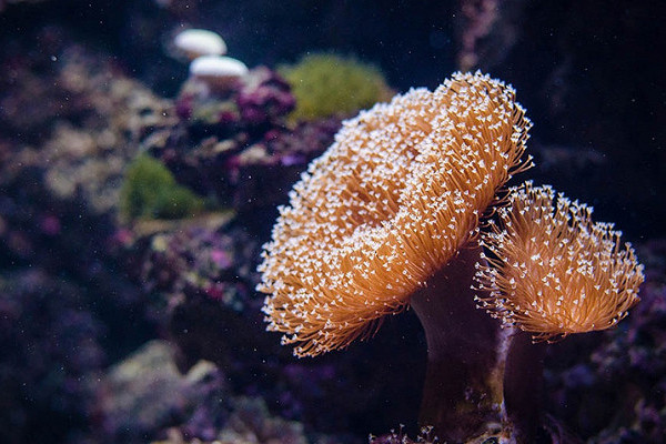 Как правильно реставрировать кораллы