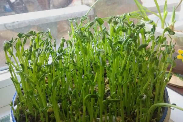 Как выращивать проростки расторопши в домашних условиях