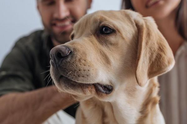 Почему поводок для собаки — лучшее решение для выгула собак и щенков