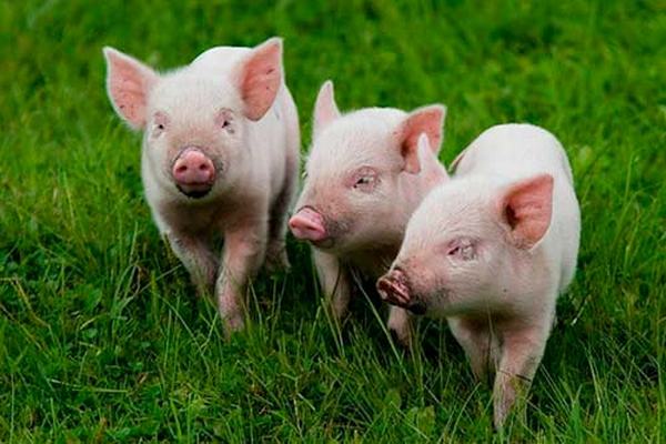 Основные породы свиней и их продуктивные качества