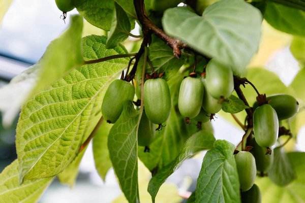 Плодоносящая лиана – актинидия. Общие сведения