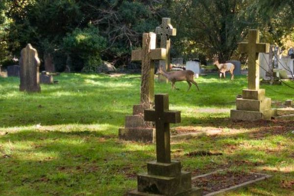 Можно ли часто бывать на кладбище