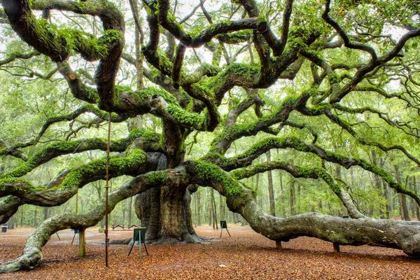 Дерево – символ жизни